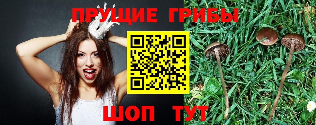Галлюциногенные грибы Psilocybe Вышний Волочёк